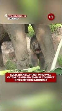 Rare Sumatran Elephant Calf Born In Indonesia’s Tesso Nilo National Park