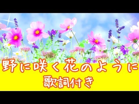 野に咲く花のように🌼ダ・カーポ 歌詞付き💎裸の大将主題歌 高音質フル🎧(cover)