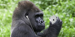The best tribute songs for Harambe, the ape that died