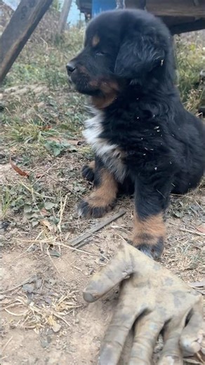 My dog's transformation is insane #attitude #hardworkpaysoff #motivation