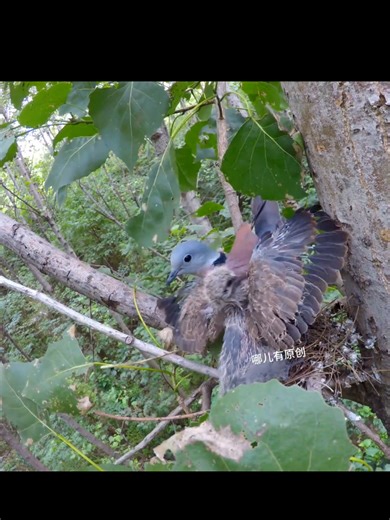 Birds of the Columbiformes Order