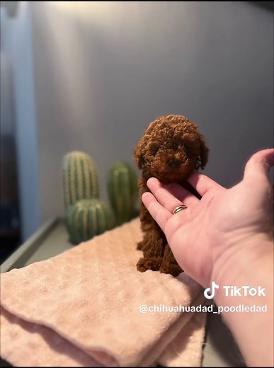 chihuahuadad_poodledad TikTok'ta