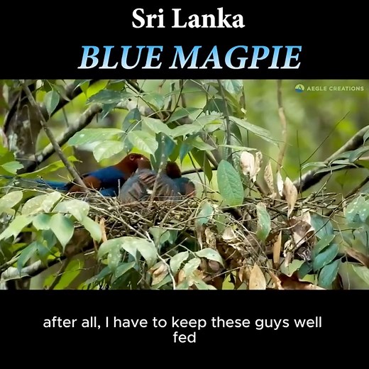 28K views · 565 reactions | The Sri Lanka Blue Magpie (Urocissa ornata) is a striking, colorful bird endemic to Sri Lanka. It is considered a symbol of Sri Lanka's rich biodiversity but is endangered due to habitat loss and fragmentation. #srilanka #nature #wildlife #srilankawildlife #wildsrilanka #srilankadaily #srilankatoday #birds #birdsofsrilanka #documentary #wildlifedocumentary #lka | Aegle Creations | Facebook