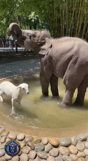 Baby Elephant and Lamb Playing in Water