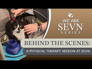 Behind the Scenes At SEVN: A Cat’s Physical Therapy Journey with Ataxia