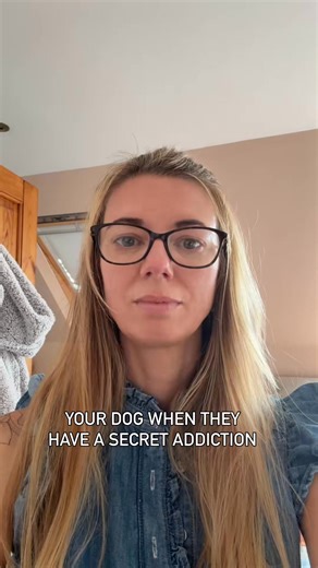 Your dog when they have a secret addiction! #dogsoftiktok #sockaddict #funny #funnydog #sockthief | ivythatcockapoo