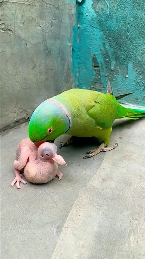 Indian Ringneck parrot video # Talking parrot video #talkingparrot #nonstoptalkingparrot #viralvideo