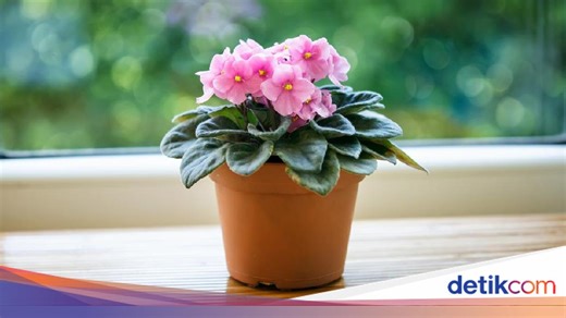 30 Macam-macam Bunga Hias yang Cantik, Cocok Jadi Dekorasi Rumah