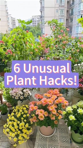 3.3K views · 20 reactions | November’s here — time to grow your dream climbing jasmine! Easy to care for, bursting with blooms and fragrance that lasts months.#jasmine #jasmineseeds | Agriculture 9.7 | Facebook