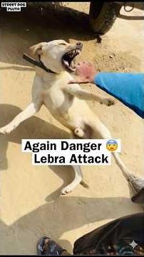 Danger Lebra Again 😭