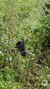 Watch the little legs. 😍 Infant Ikirango is having a blast hanging from a piece of bamboo. But wait, there's more: watch him practice his one-handed chest beat. 🤣 Playing is a lot of fun for gorilla infants, but might be even more fun to watch! 😍 📹 Olivier Dusenge | Dian Fossey Gorilla Fund
