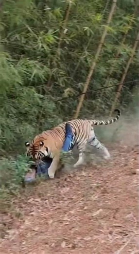 Tiger Charge At Man in Indian Jungle #tiger #wildlife #sora #ai