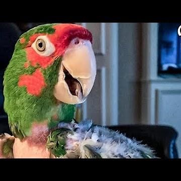 Rescue Parrot Hated EVERYONE Until He Met Her | The Dodo