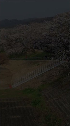 春の京都・背割堤・勝竜寺城公園(2019年) #shorts #kyoto #japan