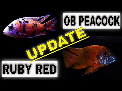Ruby Red and OB Peacock Cichlids - Aquarium Updates
