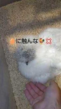 自然孵化チャレンジ抱卵10日目の烏骨鶏第一夫人さんの現状報告🐓 #にわとり #烏骨鶏 #チキン #鶏 #福岡 #みやま市 #養鶏 #孵化 #卵 #抱卵 #有精卵 #畜産 #農家 #田舎 #鳥 #家畜