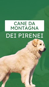 Cane da Montagna dei Pirenei: come agisce per proteggere #cani #cinofilia #educazionecinofila #caneeducato #addestramentocani #caneaddestrato #dogtraining #canidaguardia #canedaguardia #canedadifesa | Itaca Addestramento
