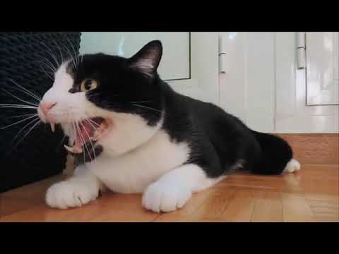 Angry Cat Hisses and Growls! (2021)