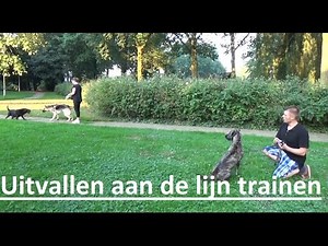Dog School: Uitvallen naar andere honden eruit trainen
