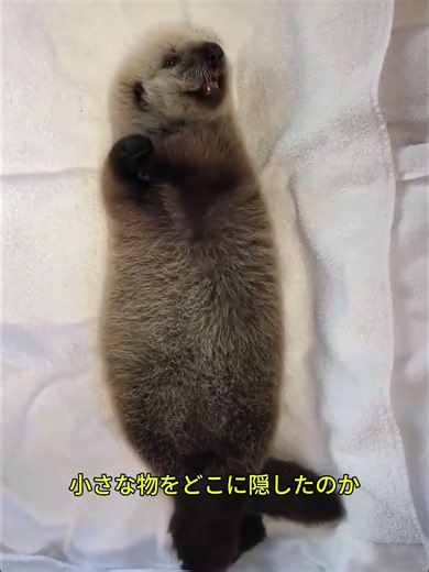 世界で5番目に可愛い動物 ラッコが可愛すぎる #ラッコ #海の生き物 #動物豆知識