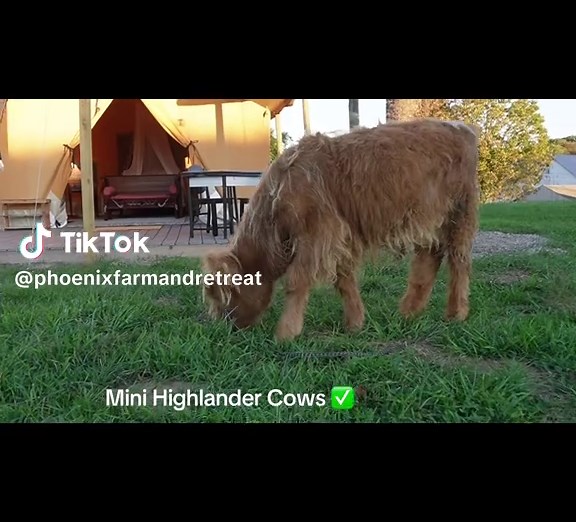 Glamping with Mini Highlander Cows: A Farm Escape