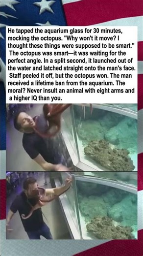 Octopus Attacks Mocker, Earns Him Lifetime Ban