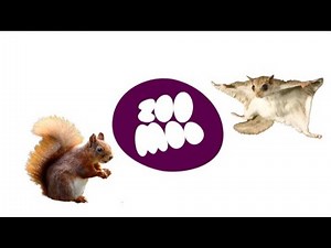 ZooMoo Specials | Squirrels |