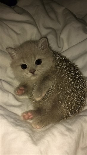 Hedgehog Cat 🐾🦔 #cat #kitten #cutecat #catlover #animal #hedgehog #klingai | Cat Vlog