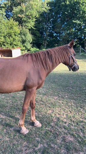 La conexión especial con mi yegua castaña