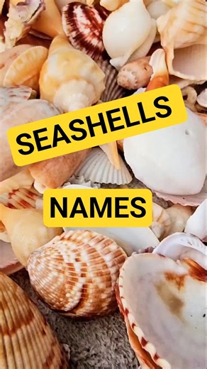 Did you know SEASHELLS have NAMES 🤔 #seashell #beach