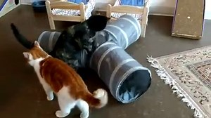 48K views · 599 reactions | These cats are having a ball at Indy's first cat cafe, Nine Lives Cat Café, set to open this Saturday. It's a place you can sip hot beverages, color, work on a laptop and of course, play with cats - who are in a separate room, of course. | WRTV | Facebook
