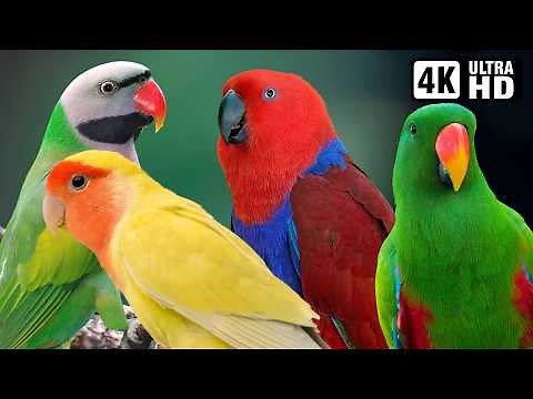 MOST BEAUTIFUL PARROTS OF ASIA 🦜 4K ULTRA HD RELAXING NATURE SOUNDS | STRESS RELIEF & CALM TIME 🌿