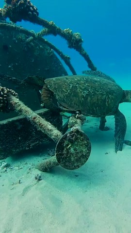 This are Turtle Friends