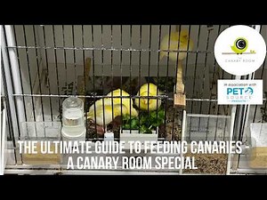 The Ultimate Guide to Feeding Canaries- A Canary Room Special