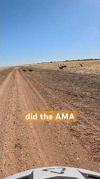 20 Emus run at adventure rider