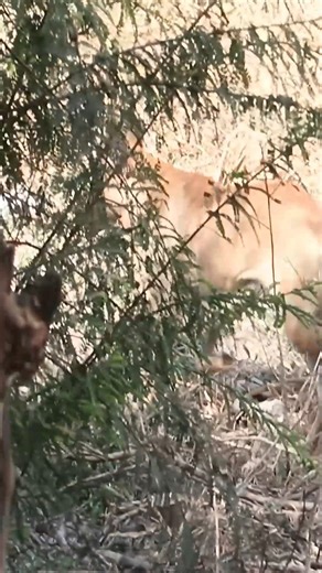 2.6K views · 55 reactions | Funny Video Pranks Dog 2026 #fun #Dog #prank | Adalyn Pro | Facebook