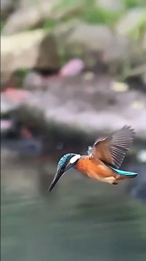飛び込むカワセミ