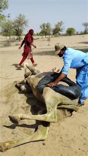 استلقى الجمل على الرمال الناعمة وكأنه يعيش لحظة من الراحة والهدوء في قلب الصحراء! 🏜️💨🐪