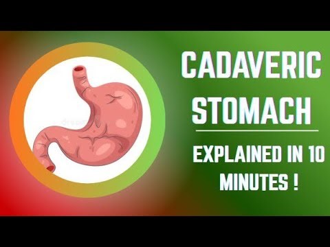 Cadaveric Stomach Explained in 10 minutes! MBBS/BDS 1st Year |