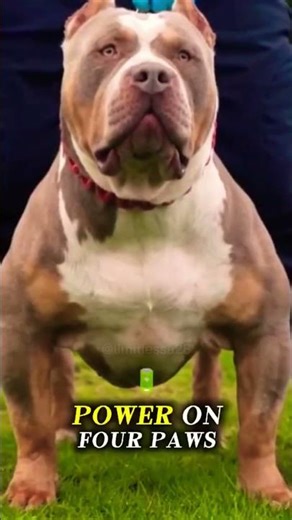 Most Dangerous Dog? The Truth About the American Bully 😱🔥