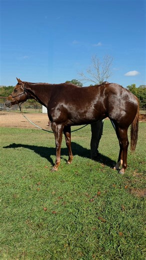 Bath time for the broodmares! Solar Q (Solaris x Passion On Q- Mister GQ) 2019 AQHA Mare - Will be bred to Sekret Agenda for 2026! @officialaqha @officialapha @protektproducts @proelitefeed @show_off_designs @shortyscaboyhattery @southtexastackofficial @producerscoop @kathys_show_equipment @rwatsonboots @cinchjeans @ramtrucks @bloomertrailers @equinepartnersvet @equilume @pro.hats @equinechronicle @dac.vitaminsandminerals @harrisleatherandsilverworks @profchoice | Holman Halter Horses