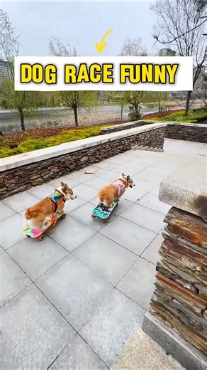 dog race funny #trendingshorts #funny #dog #dograce #shortvideos