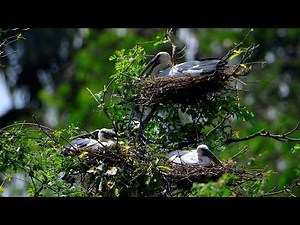 Bird Sanctuary Where Millions type of Bird Live Peaceful Ep1