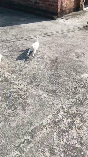 Rabbit escaping from dog