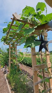 Garden Tips : Growing Squash Pruning none flowering branches and removing lower leaves for pest control, better fruit quality, improve pollination and more fruit to harvest #gardeningtips #squash #kabsat #gardening #growyourownfood #healthyliving #pruning | Kabsat