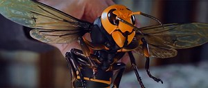 'Attack Of The Murder Hornets' Clip: Discovery  Documentary Digs Into The Killer Insects - SlashFilm