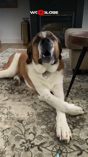 Singing Dog: St. Bernard Sings 'Happy Birthday' Perfectly! || WooGlobe