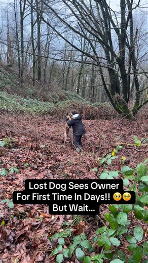 EVER SEEN A LOST DOG IN SURVIVAL MODE? Many of you may remember Millie, a Great Dane pup who Petsearchers found after she had been missing for a couple of days. We wanted to share this educational video because it is a prime example of what a lost dog can look like while in survival mode—even when their owner who they’re very bonded with is right in front of them. In this video, Millie can see her owner approaching. She can hear her voice. Yet she doesn’t come to her. She stays hidden, remains s