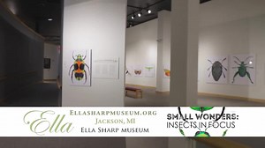 If you appreciate the art at Bright Walls, our newest exhibit Small Wonders: Insects is perfect for you too! Stop by and see Bob Sober's technological, visual art - His 30 pieces are great for all ages to see. Plus, we've added live and hands-on components to the exhibit making it even more fun for young bug lovers! . Creating human-scale images of insects, with resolution so high that every hair, dimple, and tiny structure is clearly revealed, was impossible prior to the technological advanceme