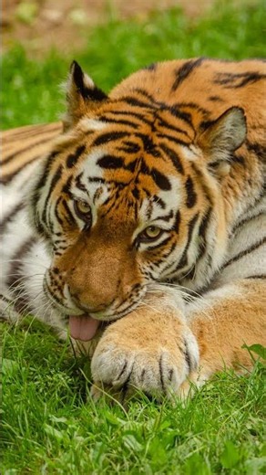 Siberian Tigers: The World's Largest Cats on the Brink